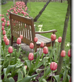 tulipsaroundbench